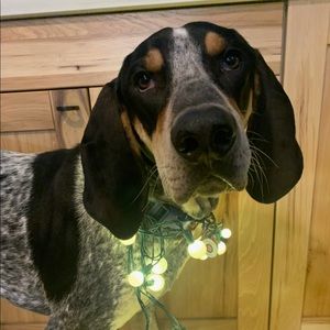 Meet your Posher, Dee dee